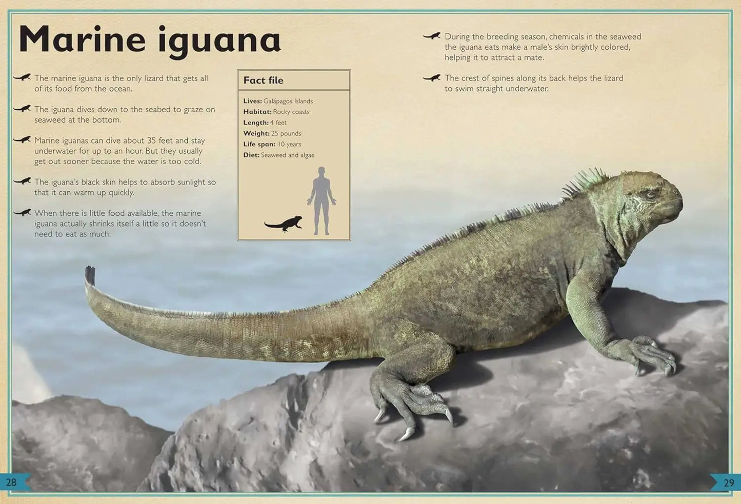 The Magnificent Book of Ocean Creatures Silver Dolphin Books