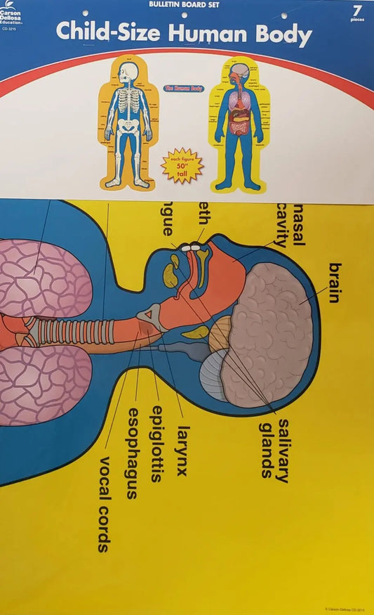 Child-Size Human Body Bulletin Board Set Carson Dellosa