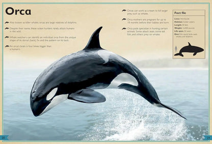The Magnificent Book of Ocean Creatures Silver Dolphin Books